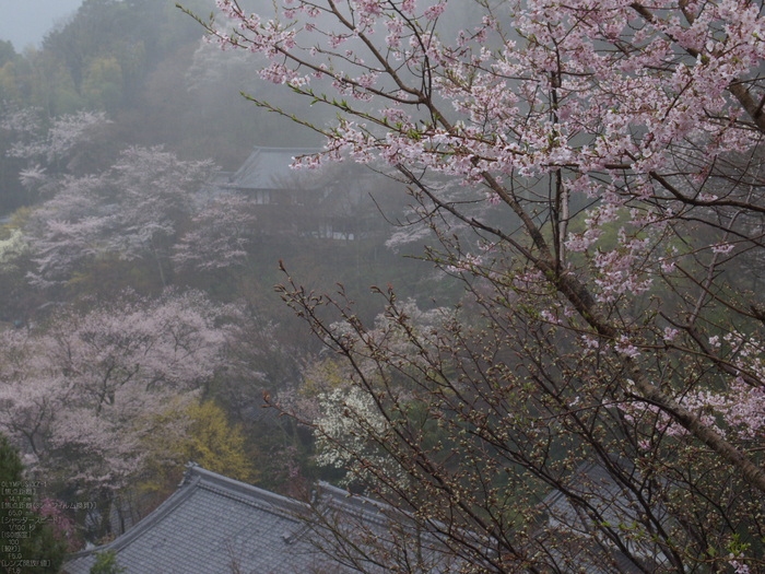 長谷寺_桜_2012_yaotomi_12.jpg