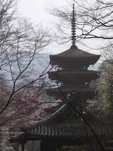 長谷寺_桜_2012_yaotomi_13.jpg