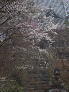 長谷寺_桜_2012_yaotomi_15.jpg