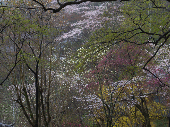 長谷寺_桜_2012_yaotomi_16.jpg