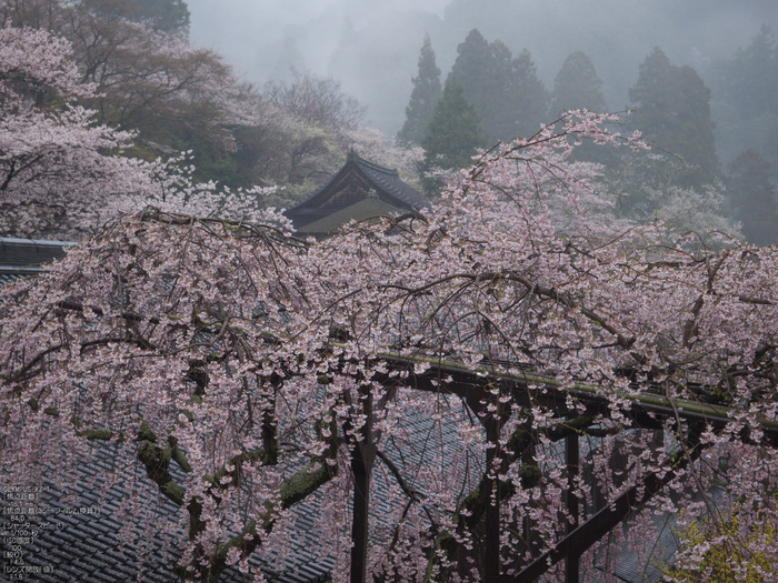 長谷寺_桜_2012_yaotomi_18.jpg