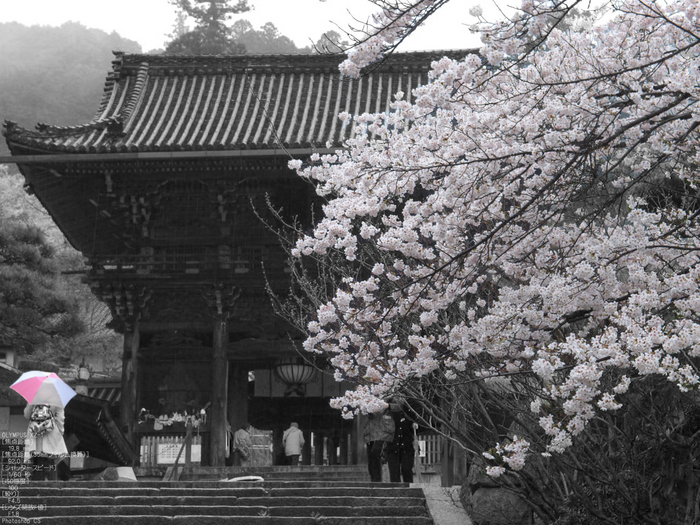 長谷寺_桜_2012_yaotomi_2.jpg