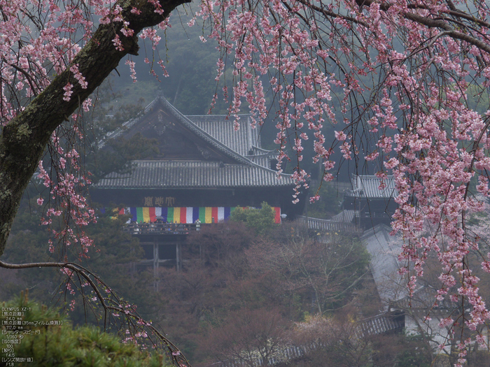 長谷寺_桜_2012_yaotomi_20.jpg