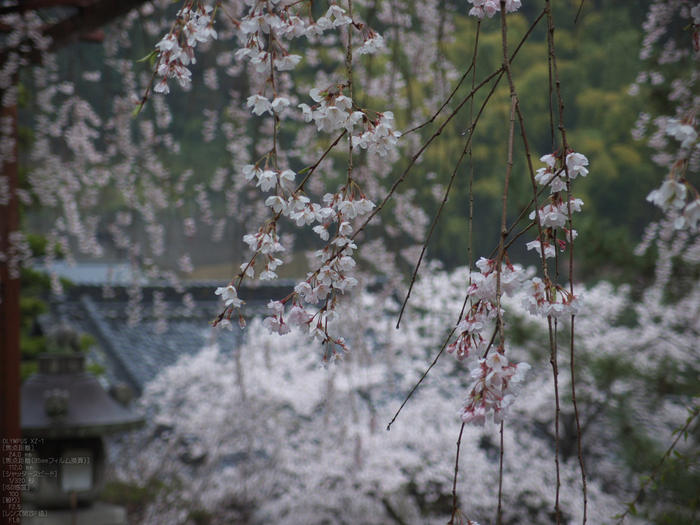 長谷寺_桜_2012_yaotomi_22.jpg