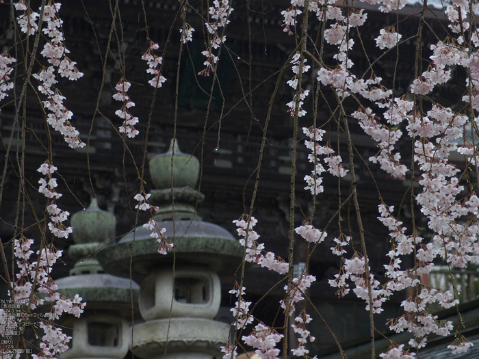 長谷寺_桜_2012_yaotomi_23.jpg