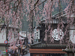 長谷寺_桜_2012_yaotomi_25.jpg