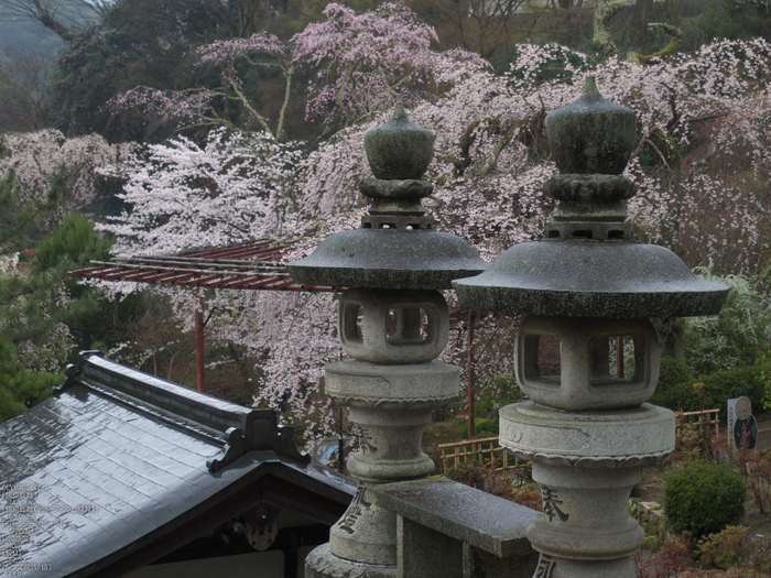 長谷寺_桜_2012_yaotomi_3.jpg