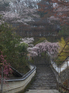 長谷寺_桜_2012_yaotomi_6.jpg