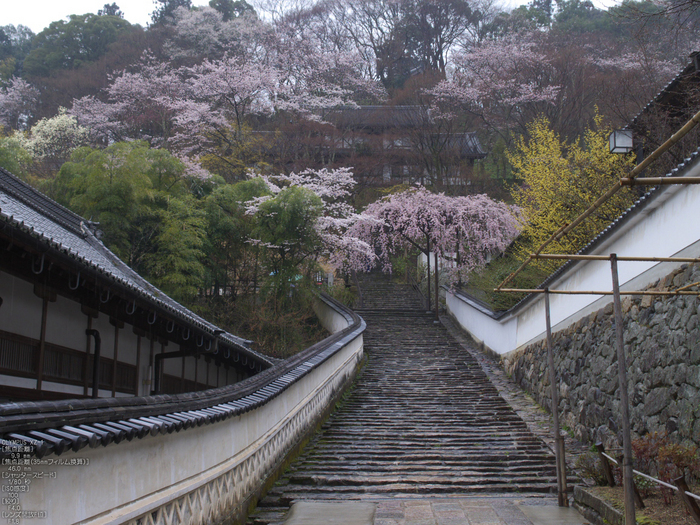 長谷寺_桜_2012_yaotomi_7.jpg