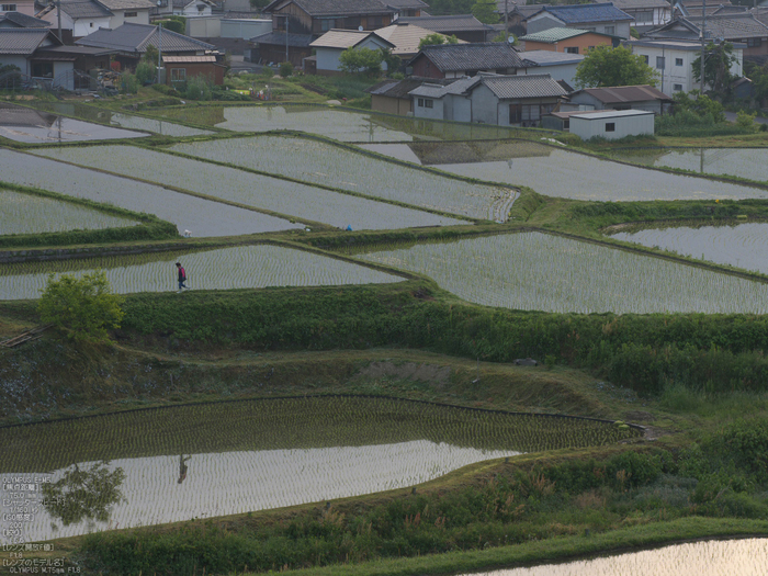 M.ZUIKO_DIGITAL_ED_75mm_F1.8_栗原・棚田_yaotomi_3.jpg