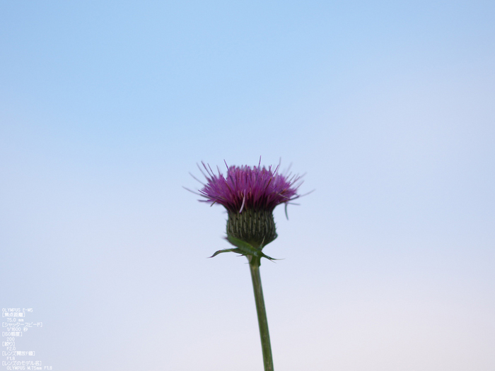 M.ZUIKO_DIGITAL_ED_75mm_F1.8_栗原・棚田_yaotomi_7.jpg