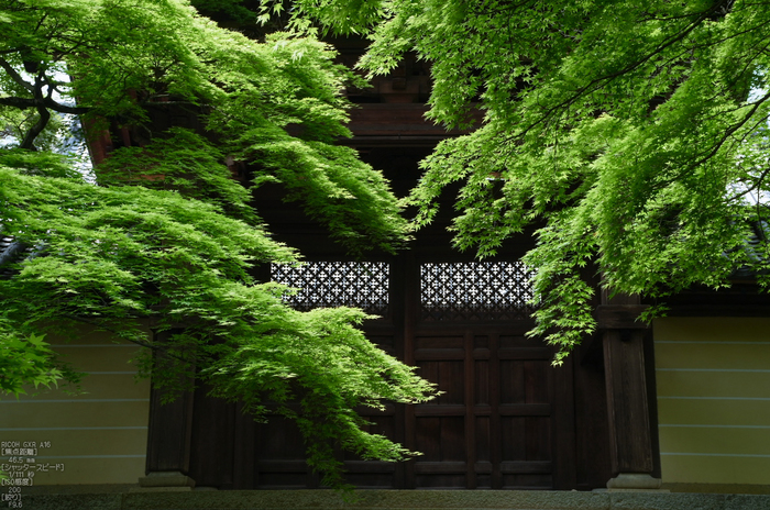 RICOH_GXR_A16_光明寺・新緑_2012_yaotomi_11.jpg