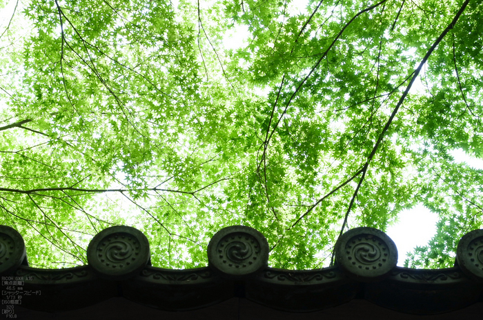 RICOH_GXR_A16_光明寺・新緑_2012_yaotomi_13.jpg