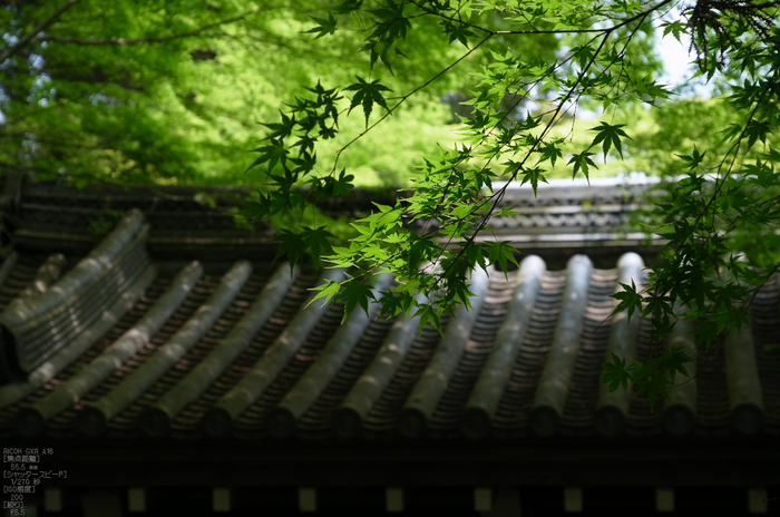 RICOH_GXR_A16_光明寺・新緑_2012_yaotomi_15.jpg