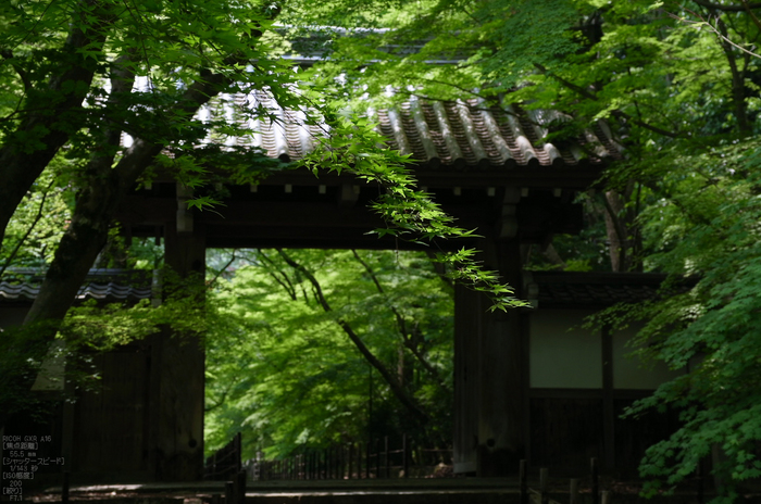 RICOH_GXR_A16_光明寺・新緑_2012_yaotomi_17.jpg