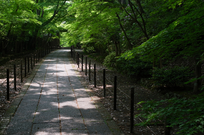 RICOH_GXR_A16_光明寺・新緑_2012_yaotomi_18.jpg