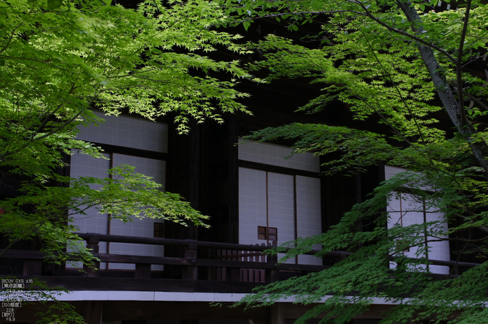 RICOH_GXR_A16_光明寺・新緑_2012_yaotomi_6.jpg