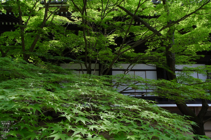 RICOH_GXR_A16_光明寺・新緑_2012_yaotomi_7.jpg