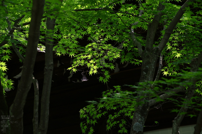 RICOH_GXR_A16_光明寺・新緑_2012_yaotomi_8.jpg