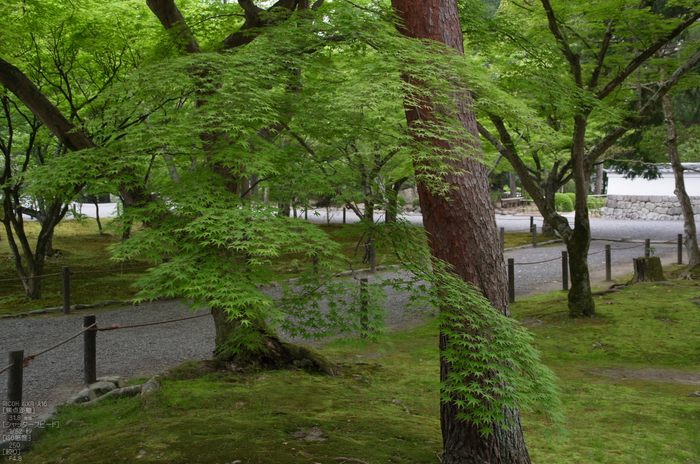 RICOH_GXR_A16_南禅寺・新緑_2012_yaotomi_10.jpg