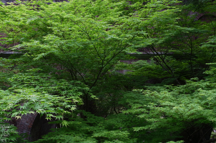 RICOH_GXR_A16_南禅寺・新緑_2012_yaotomi_28.jpg