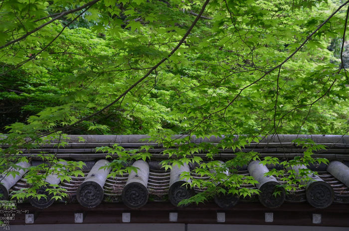 RICOH_GXR_A16_南禅寺・新緑_2012_yaotomi_35.jpg