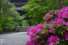 RICOH_GXR_A16_南禅寺・新緑_2012_yaotomi_37.jpg