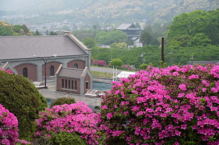 RICOH_GXR_A16_蹴上浄水場・ツツジ_2012_yaotomi_5.jpg