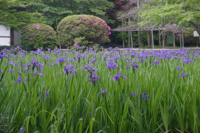 RICOH_GXR_A16_長岳寺・杜若_2012_yaotomi_10.jpg