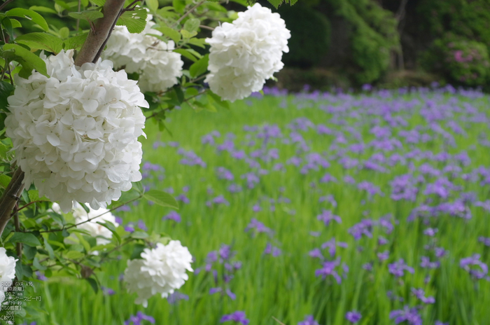 RICOH_GXR_A16_長岳寺・杜若_2012_yaotomi_11.jpg