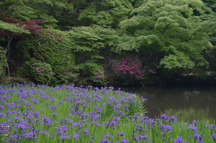 RICOH_GXR_A16_長岳寺・杜若_2012_yaotomi_12.jpg