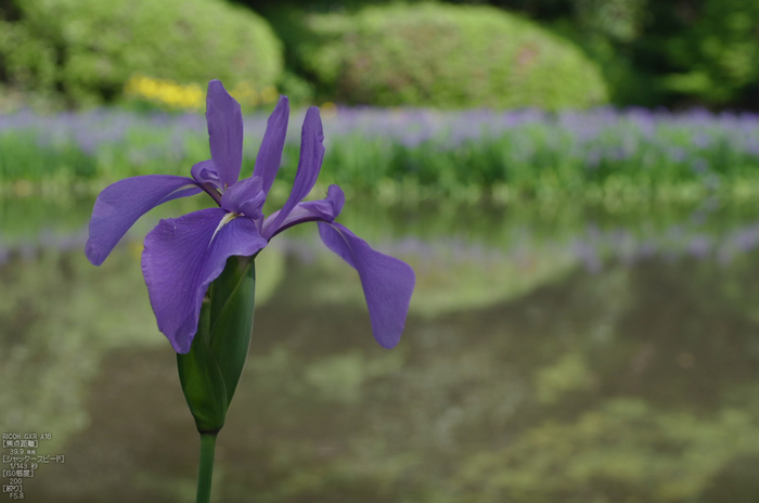 RICOH_GXR_A16_長岳寺・杜若_2012_yaotomi_13.jpg