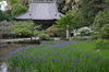 RICOH_GXR_A16_長岳寺・杜若_2012_yaotomi_7.jpg