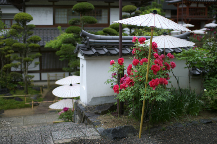 岡寺_しゃくなげ_2012_K20D_yaotomi_18.jpg