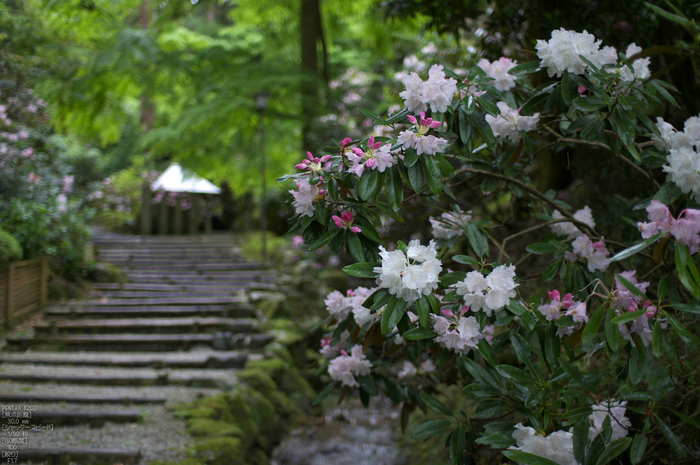 岡寺_しゃくなげ_2012_K20D_yaotomi_6.jpg