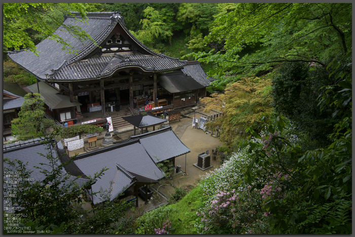 岡寺_しゃくなげ_2012_K20D_yaotomi_top1.jpg