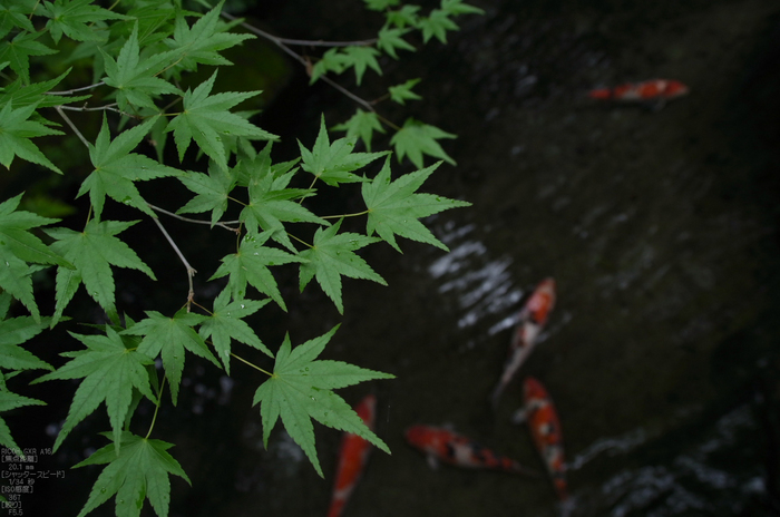 瑠璃光院_RICOH_GXR_A16_yaotomi_5.jpg