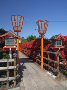 長岡天満宮_キリシマツツジ_2012_OM-D-E-M5_yaotomi_13.jpg