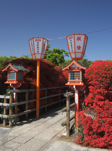 長岡天満宮_キリシマツツジ_2012_OM-D-E-M5_yaotomi_15.jpg