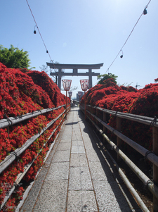 長岡天満宮_キリシマツツジ_2012_OM-D-E-M5_yaotomi_17.jpg