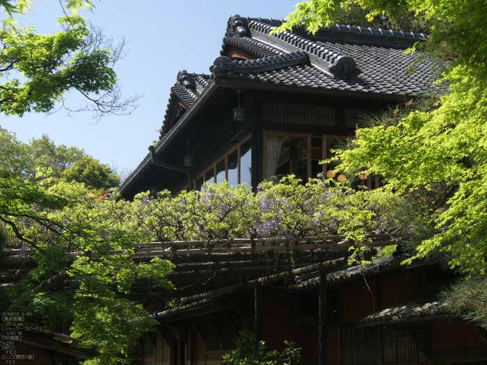 長岡天満宮_キリシマツツジ_2012_OM-D-E-M5_yaotomi_22.jpg