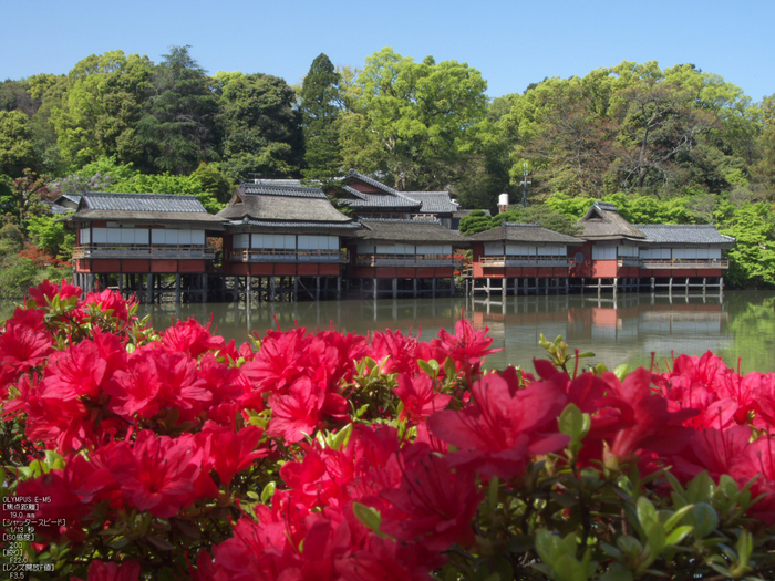 長岡天満宮_キリシマツツジ_2012_OM-D-E-M5_yaotomi_25.jpg