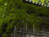 PhaseOne_P30+_愛宕念仏寺_yaotomi_お写ん歩_6_full.jpg