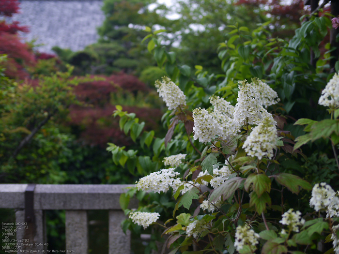 おふさ観音・薔薇_ノクトン_yaotomi_osyanpo_17.jpg