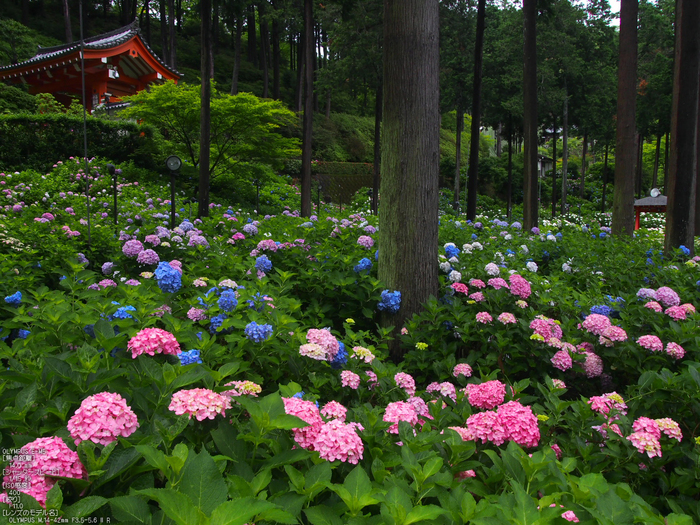 三室戸寺_紫陽花_2012_yaotomi_お写ん歩_11.jpg