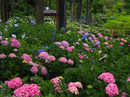 三室戸寺_紫陽花_2012_yaotomi_お写ん歩_12.jpg