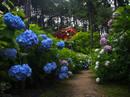 三室戸寺_紫陽花_2012_yaotomi_お写ん歩_13.jpg