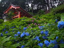 三室戸寺_紫陽花_2012_yaotomi_お写ん歩_15.jpg