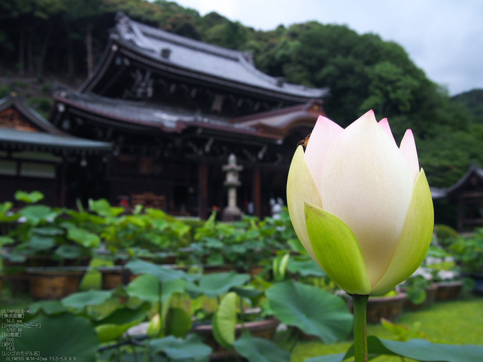 三室戸寺_紫陽花_2012_yaotomi_お写ん歩_23.jpg