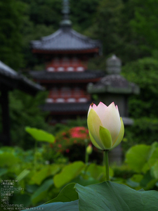 三室戸寺_紫陽花_2012_yaotomi_お写ん歩_27.jpg